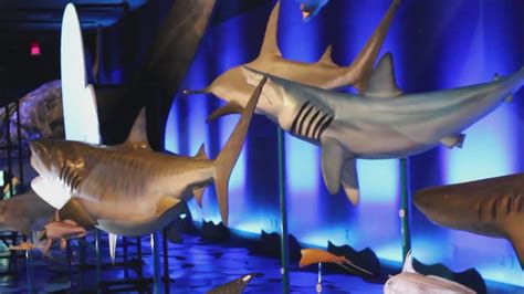 Shark exhibit swims into the Bullock History Museum